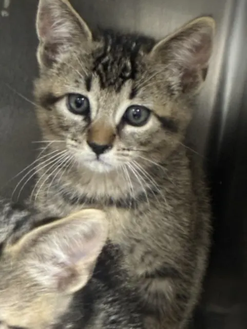 Adoptable Cat