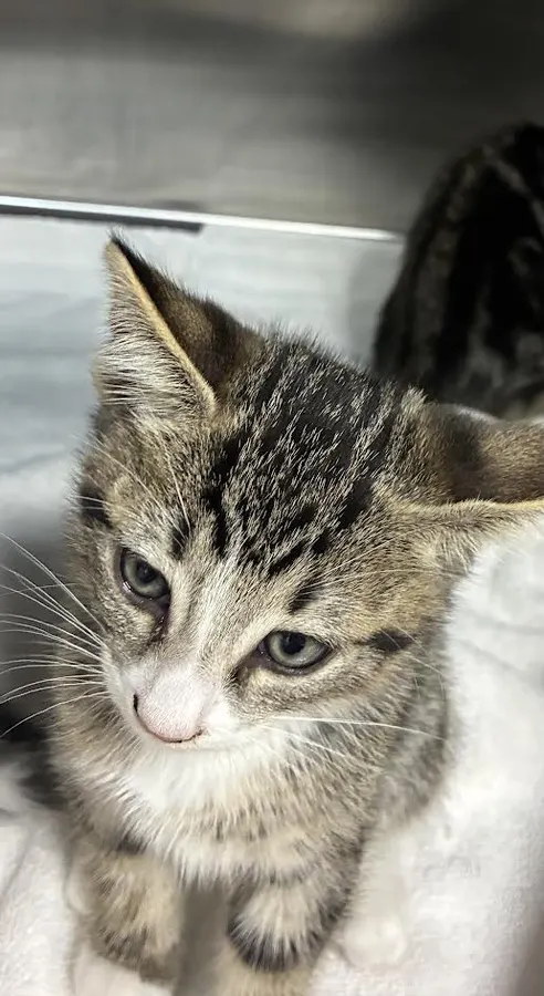 Adoptable Cat