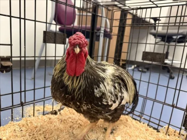 Mr.Rooster