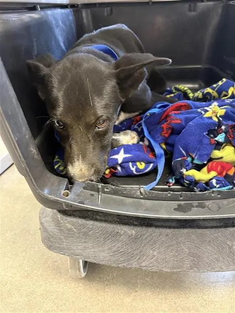 Adoptable Dog