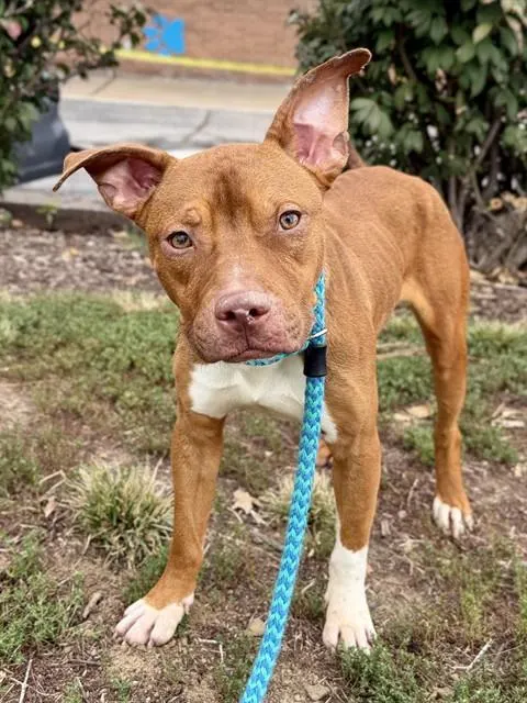 Peanut