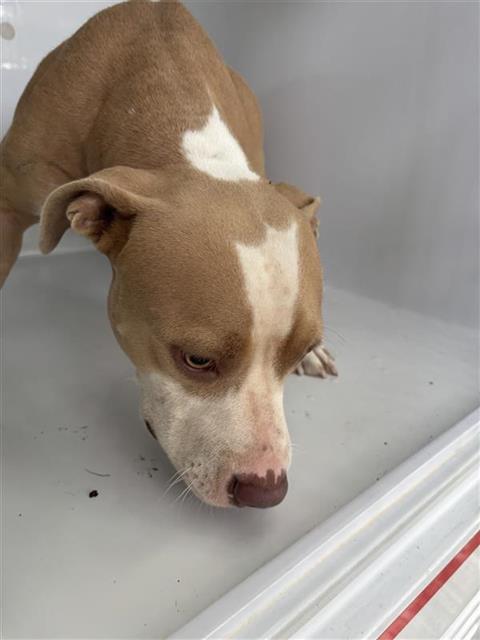 Adoptable Dog
