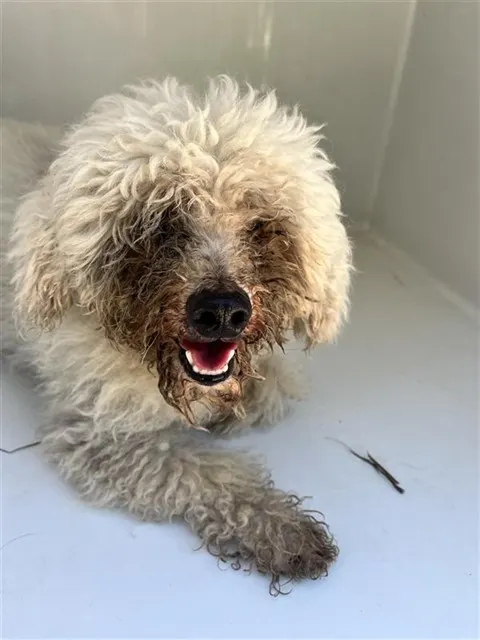 Adoptable Dog