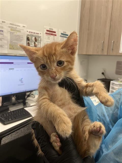 Adoptable Cat