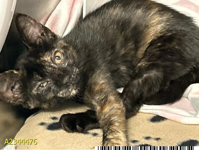 Coco