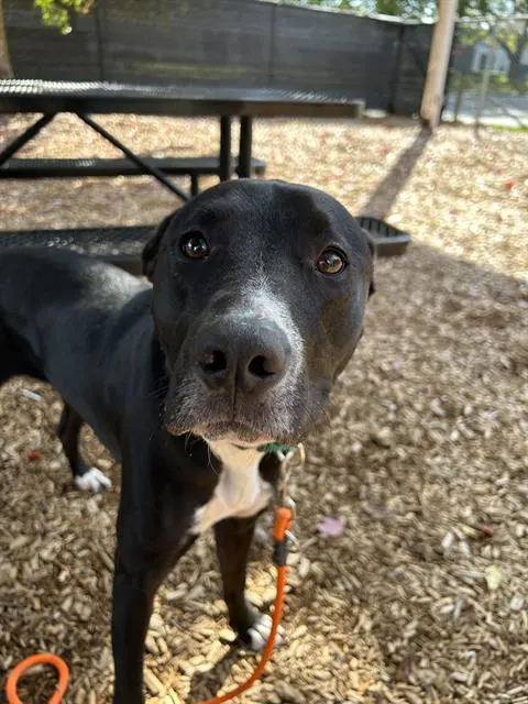 Luna