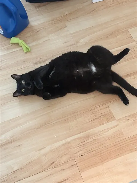 Sabrina