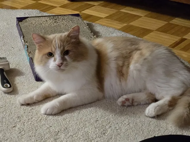 Simba