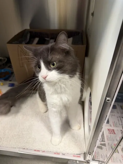 Minou
