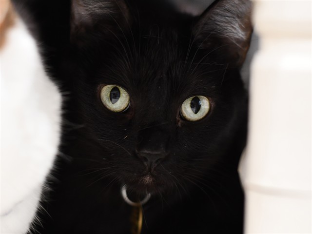 Toothless