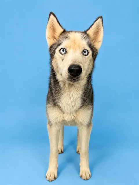 Lobo