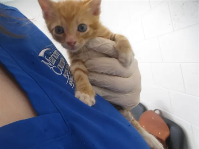 Adoptable Cat