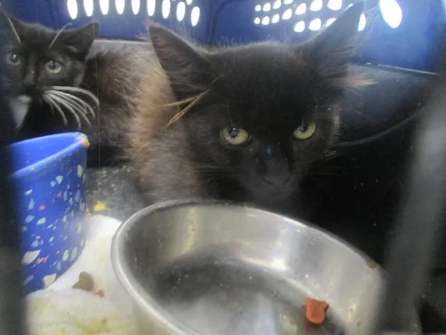 Adoptable Cat