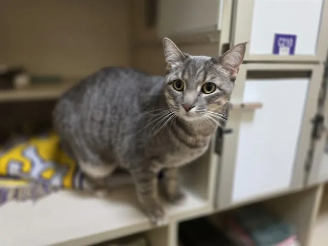 Nala