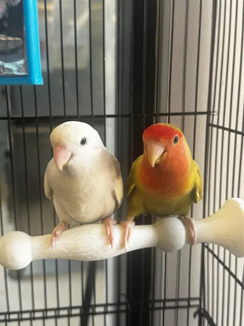Pip