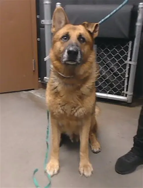 Rex