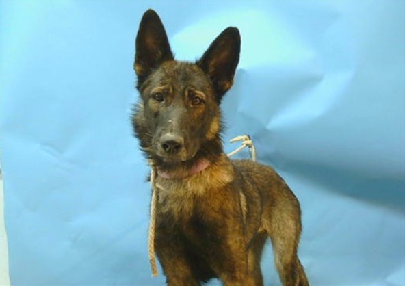 Xena
