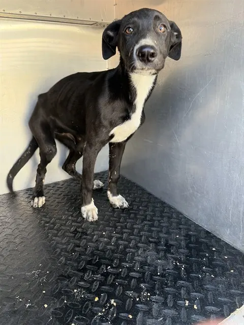 Adoptable Dog
