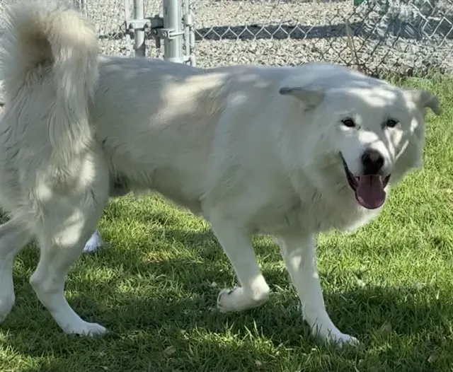 Urgent Tundra