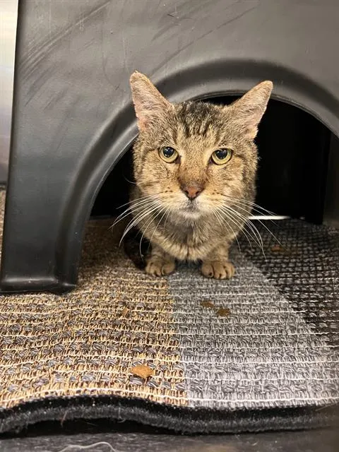 Cheddar