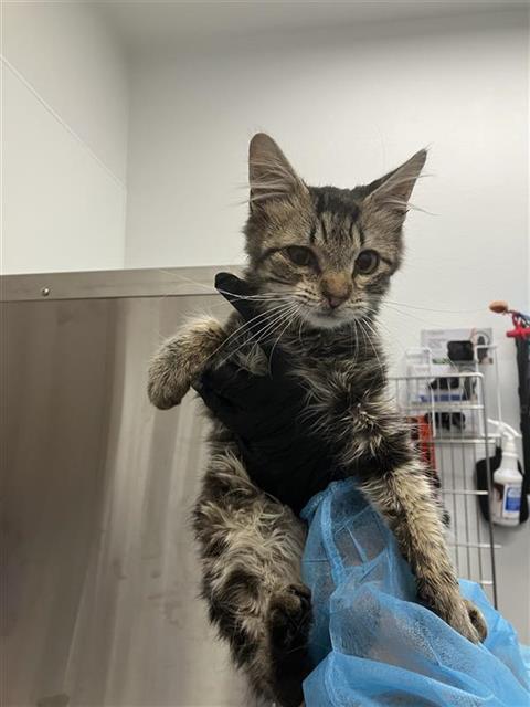 Adoptable Cat