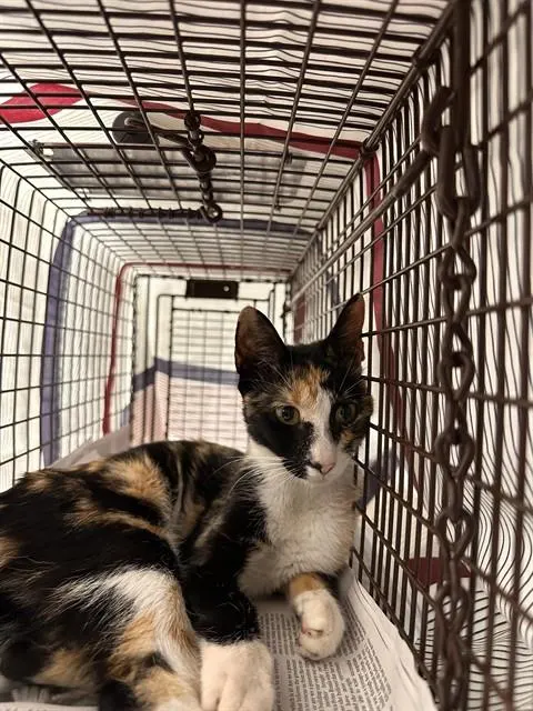 Adoptable Cat