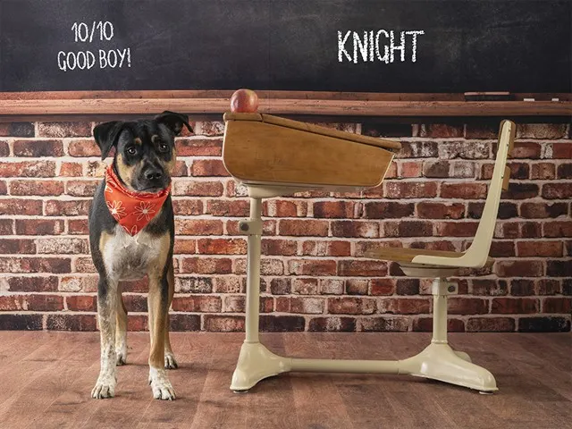 Knight