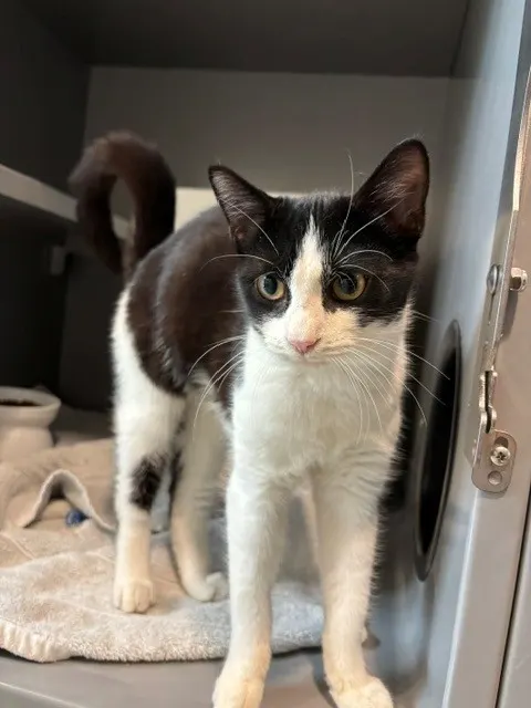Domino