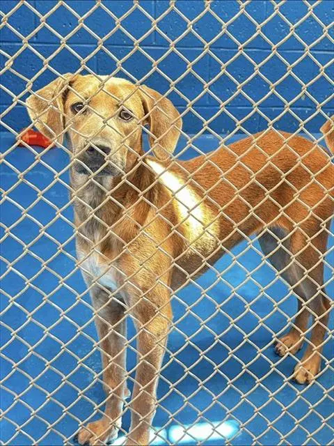 Adoptable Dog