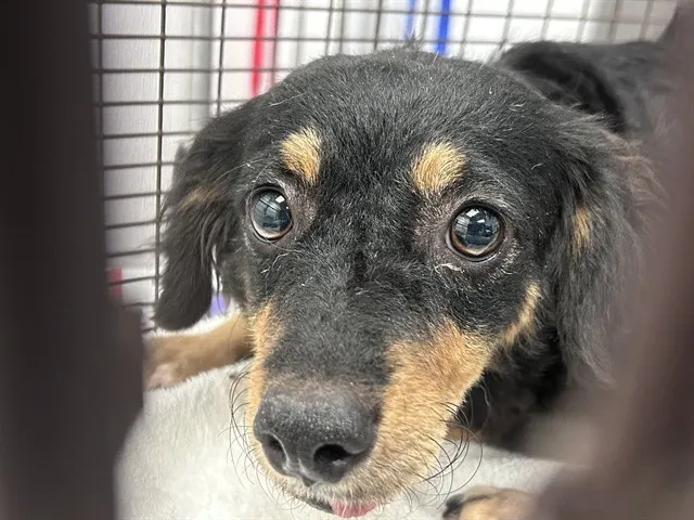 Chiquita