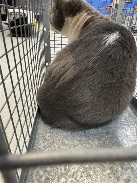 Gus