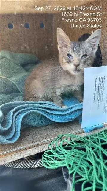 Adoptable Cat