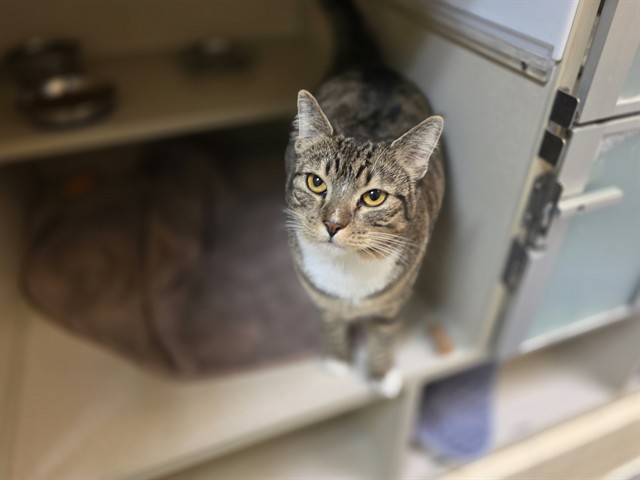 Missy Ann