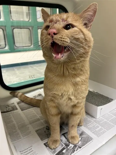 Adoptable Cat