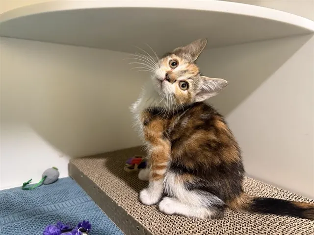 Juniper
