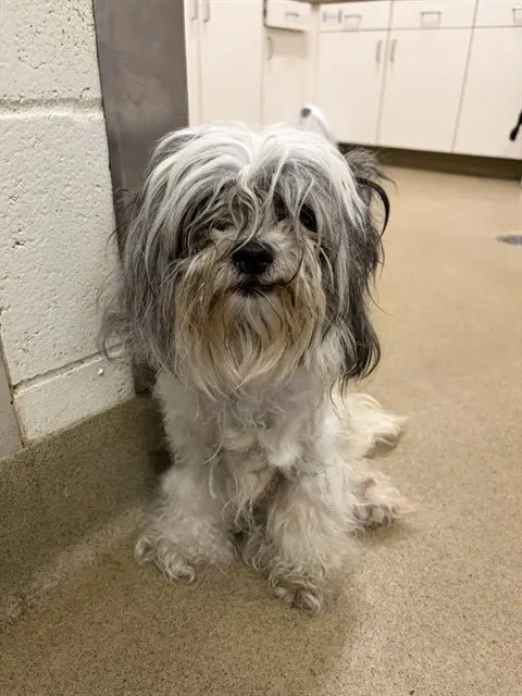 Adoptable Dog