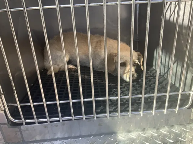 Adoptable Dog