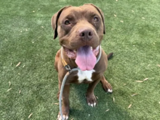 Canelo