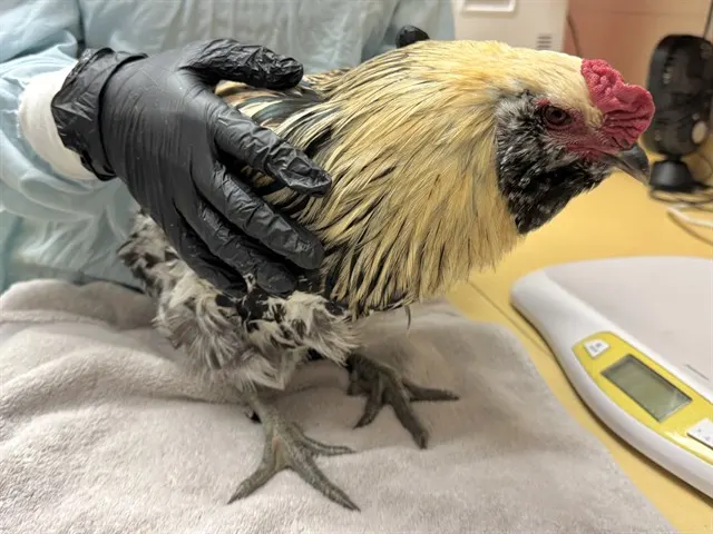 Click Cluckin