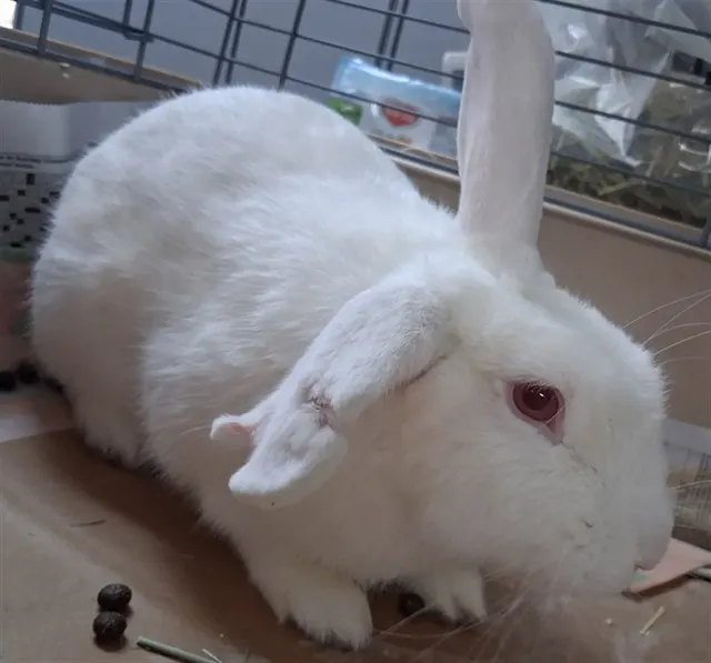 Adoptable Other