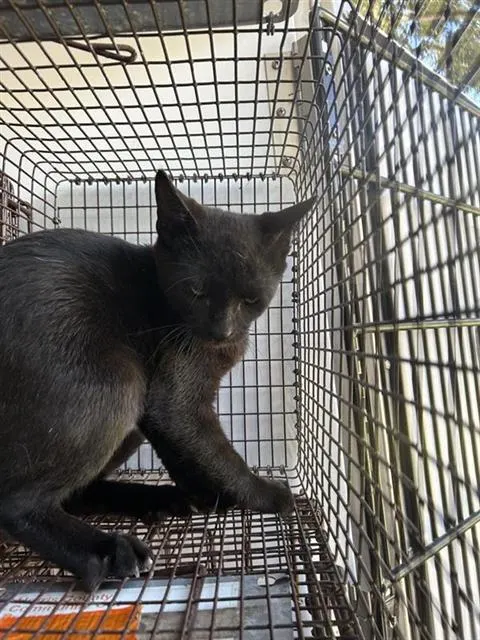 Adoptable Cat