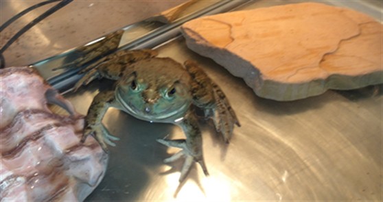 Michigan J. Frog