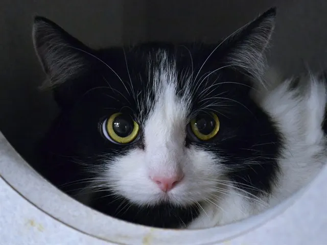 Coco