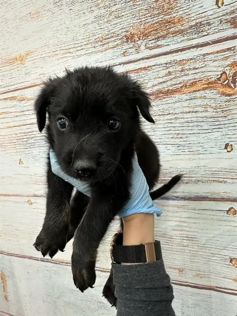 Teddy