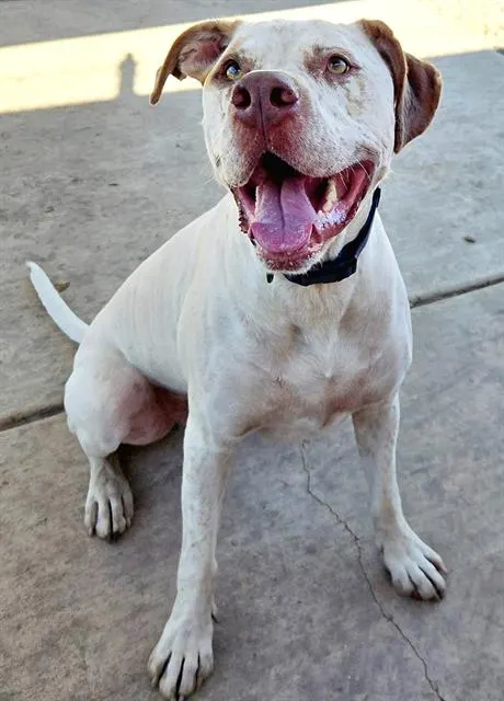 Apollo