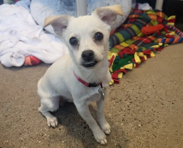 Taco