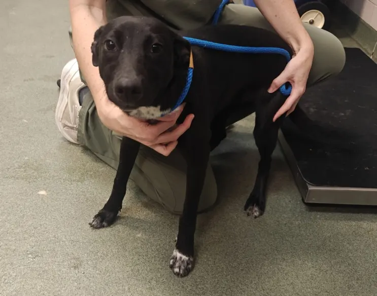 Adoptable Dog