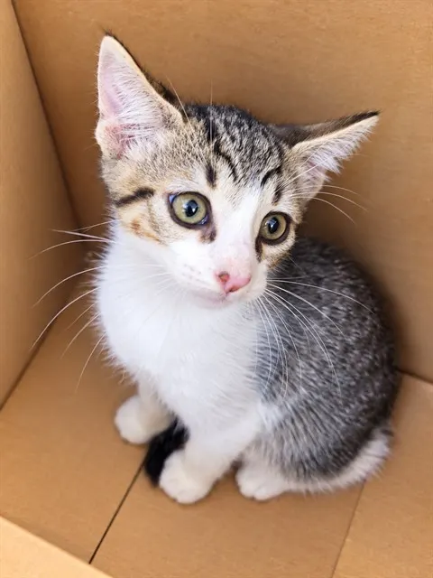 Gus