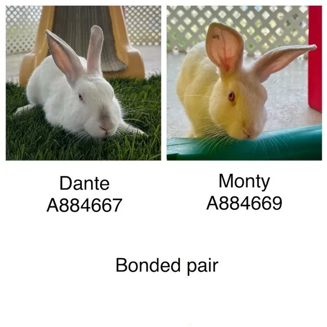 *Dante
