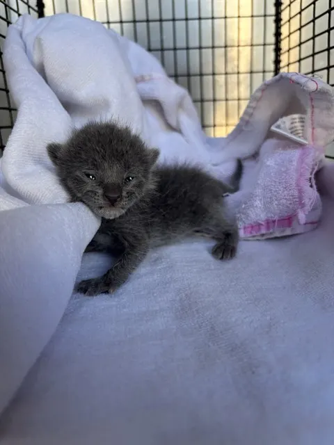 Adoptable Cat